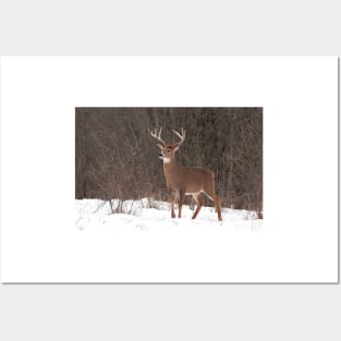 Bambi - White-tailed Buck Posters and Art